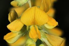 Eriosema psoraleoides