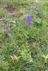 Asyneuma campanuloides