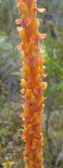 Disa chrysostachya
