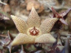 Orbea cooperi