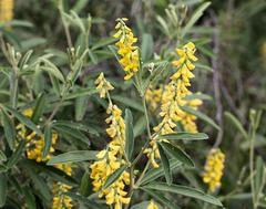 Eriosema psoraleoides