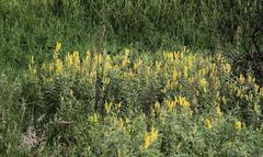 Eriosema psoraleoides