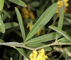 Eriosema psoraleoides