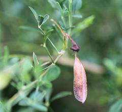Crotalaria monteiroi