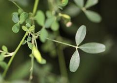 Crotalaria monteiroi