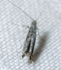 Neurobathra strigifinitella