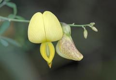 Crotalaria monteiroi