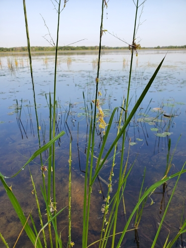 photo of Northern Wild Rice (Zizania palustris)