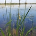 photo of Northern Wild Rice (Zizania palustris)