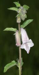 Wild Sesame (Ceratotheca)