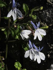 Lobelia cuneifolia