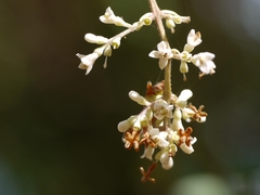 Ligustrum robustum perrottetii