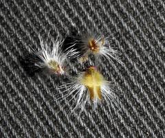 Melinis repens repens