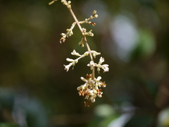 Ligustrum robustum perrottetii
