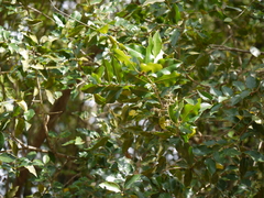 Ligustrum robustum perrottetii
