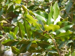 Ligustrum robustum perrottetii