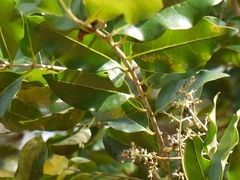 Ligustrum robustum perrottetii