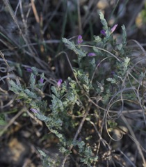 Hebecarpa macradenia