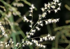 Melinis repens repens