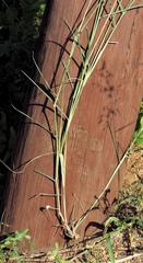 Melinis repens repens