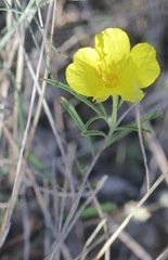 Calylophus
