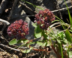Hylotelephium anacampseros