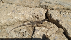 Podarcis muralis