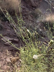 Dalea candida oligophylla
