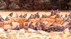 Streptopelia capicola damarensis