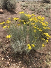 Senecio flaccidus flaccidus