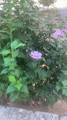 Hibiscus syriacus