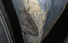 Gloveria arizonensis