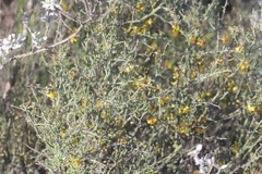 Parkinsonia texana