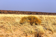 Lasiosiphon polycephalus