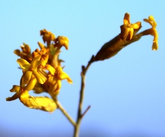 Lasiosiphon polycephalus