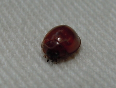 Exochomus quadripustulatus