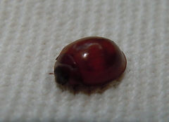 Exochomus quadripustulatus