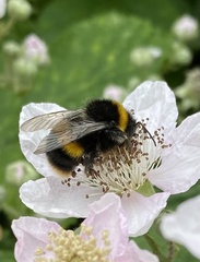 Bombus terrestris
