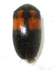 Attagenus rufiventris