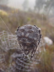 Caerostris corticosa