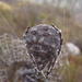 Bare-legged Bark Spider - Photo (c) Nicola van Berkel, some rights reserved (CC BY-SA), uploaded by Nicola van Berkel
