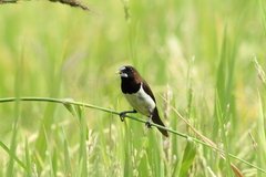 Javan Munia photo 3