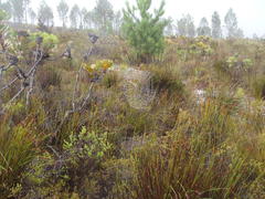 Caerostris corticosa