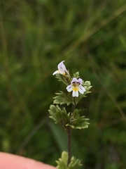 Euphrasia frigida