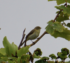 Phylloscopus collybita