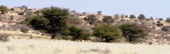 Vachellia luederitzii luederitzii