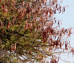 Vachellia luederitzii luederitzii