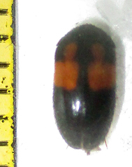 Attagenus rufiventris