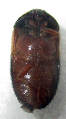 Attagenus rufiventris