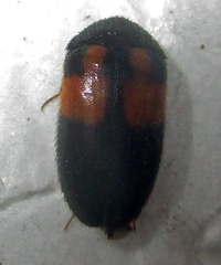 Attagenus rufiventris